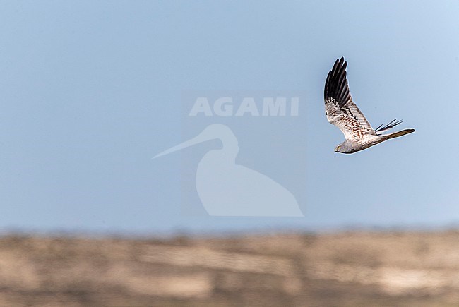 Male Montagu's Harrier (Circus pygargus) in flight in north central Spain. stock-image by Agami/Marc Guyt,