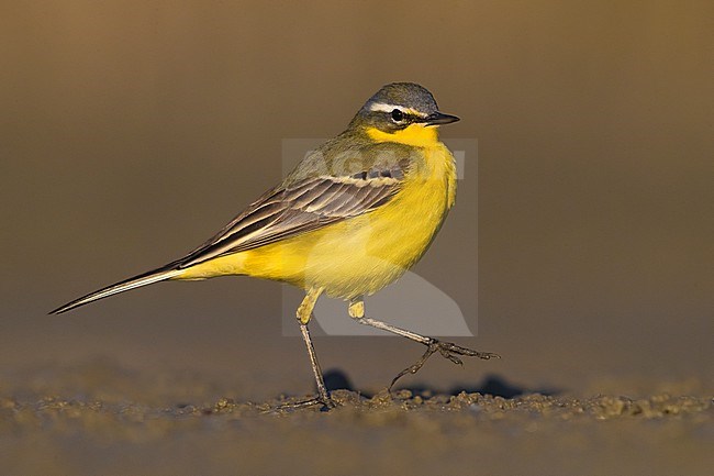 Adult Blue-headed Wagtail, Motacilla flava flava, standing on the ground in Italy. stock-image by Agami/Daniele Occhiato,