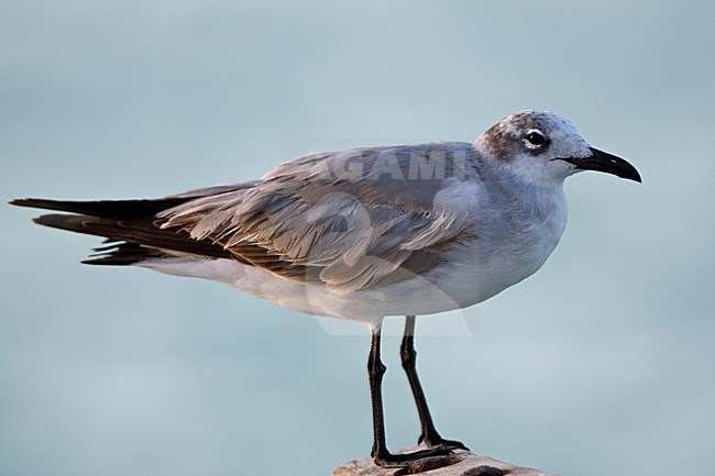 Lachmeeuw subadult op paal Mexico, Laughing Gull subadult at pole Mexico stock-image by Agami/Wil Leurs,