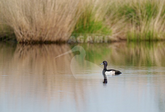 Adult male Tufted Duck (Aythya fuligula) swimming on a pond in breeding habitat with moor-grass in the background stock-image by Agami/Ran Schols,