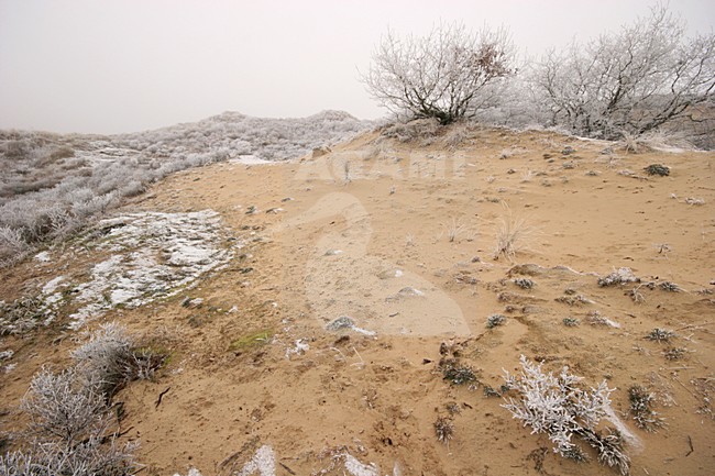 Winters duinlandschap in Berkheide; Berkheide in winter stock-image by Agami/Menno van Duijn,