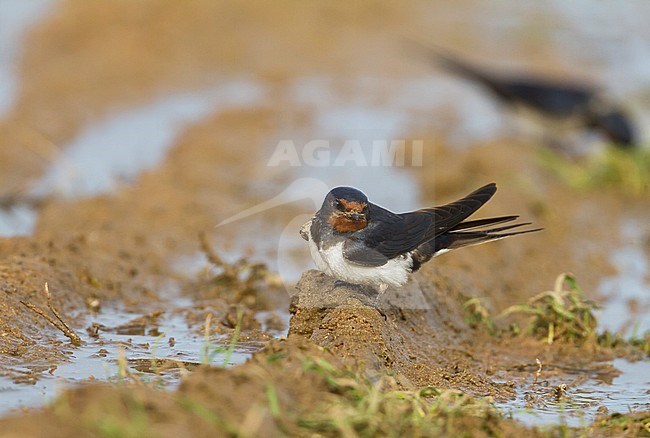 Barn Swallow - Rauchschwalbe - Hirundo rustica ssp. rustica, Morocco, adult female stock-image by Agami/Ralph Martin,