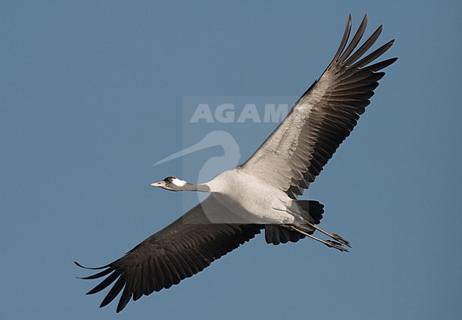 Kraanvogel vliegend; Common Crane flying stock-image by Agami/Jari Peltomäki,