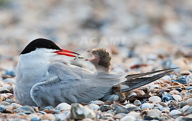 Visdief volwassen op zijn nest zijn jong voerend; Common Tern adult feeding its young stock-image by Agami/Marc Guyt,