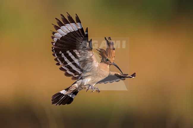 Hop in vlucht; Eurasian Hoopoe in flight stock-image by Agami/Daniele Occhiato,