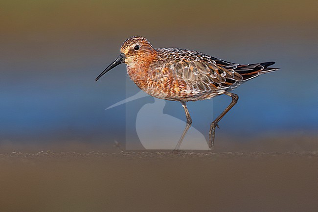 Curlew Sandpiper, Calidris ferruginea, in Italy. stock-image by Agami/Daniele Occhiato,