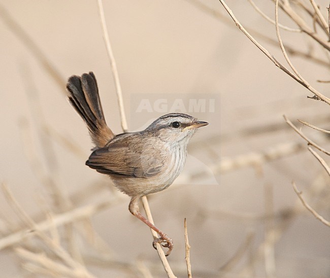 Maquiszanger, Streaked Scrub Warbler, Scotocerca inquieta stock-image by Agami/Marc Guyt,