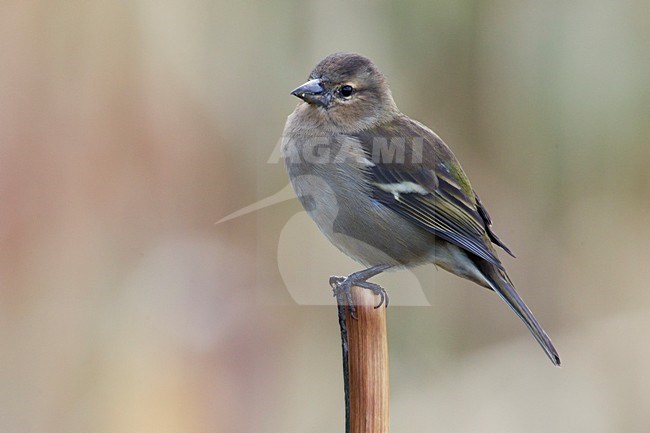 Azorenvink, Azores Chaffinch stock-image by Agami/Daniele Occhiato,