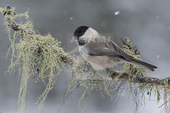 Willow Tit (Parus montanus) sitting on branches in alpine forest of Switzerland. stock-image by Agami/Marcel Burkhardt,