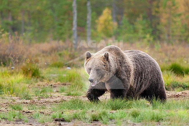 Brown bear (Ursus arctos) walking in field stock-image by Agami/Caroline Piek,