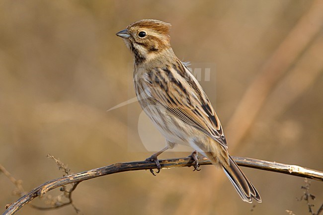 Onvolwassen Rietgors; Immature Common Reed Bunting stock-image by Agami/Daniele Occhiato,
