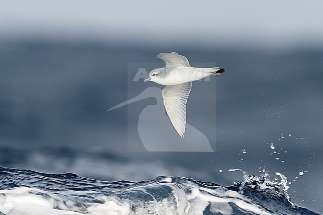Fairy Prion (Pachyptila turtur) flying over the waves in waters off South Georgia, in the south Atlantic Ocean, showing under wing pattern. stock-image by Agami/Rafael Armada,