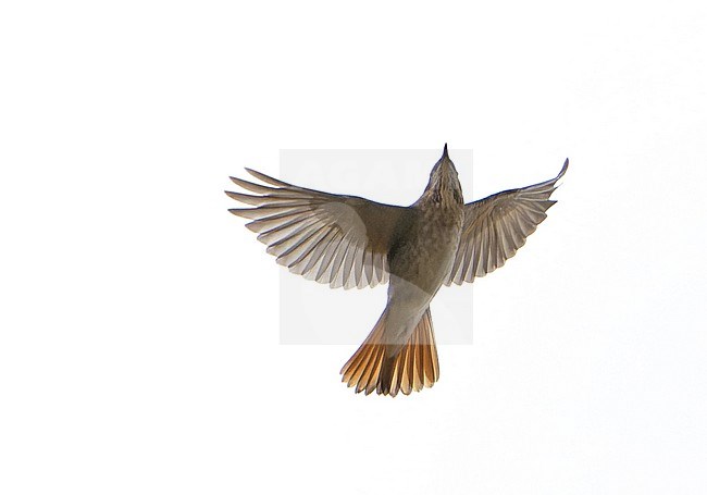 Red-throated Thrush (Turdus ruficollis) during autumn migration in Mongolia. stock-image by Agami/Dani Lopez-Velasco,