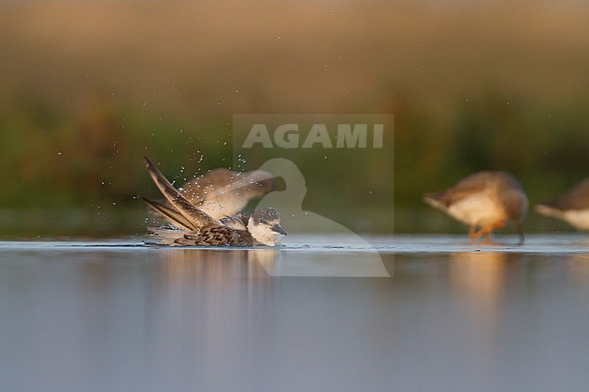 Bading Whiskered Tern - Weissbart-Seeschwalbe - Chlidonias hybrida hybrida, Oman, 1st Winter plumage stock-image by Agami/Ralph Martin,
