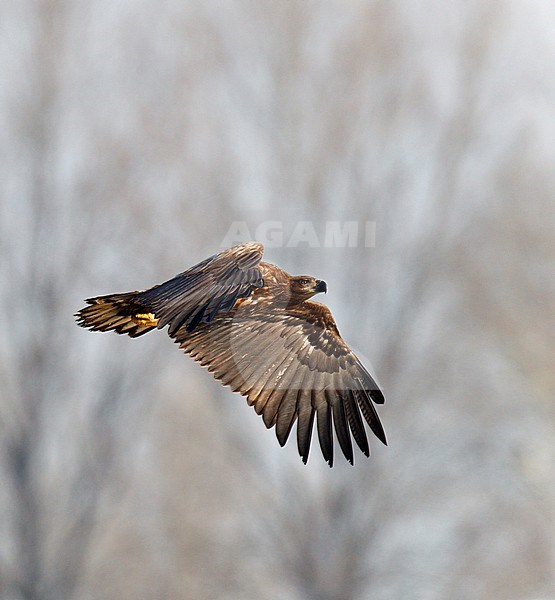 First-winter White-tailed Eagle ( Haliaeetus albicilla) in flight over Limburg in the Netherlands, seen from below. Flying against a blue sky as a background. stock-image by Agami/Ran Schols,