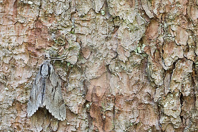 Sphinx pinastri - Pine Hawk-Moth - Kiefernschwärmer, Germany (Bavaria), imago stock-image by Agami/Ralph Martin,