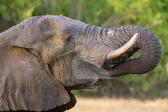 An African elephant, Loxodonta africana, drinking in Okavango Delta's Khwai concession. Botswana. stock-image by Agami/Sergio Pitamitz,