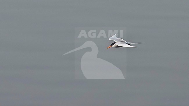 Flying Black-bellied Tern (Sterna acuticauda) above a clean river in Asia. stock-image by Agami/Marc Guyt,