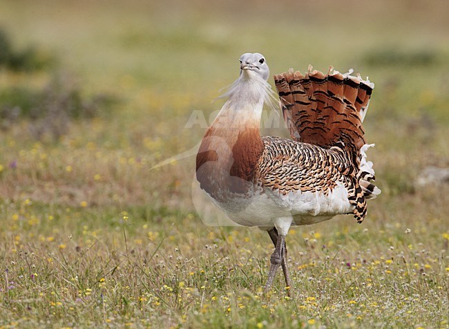 Baltsend mannetje Grote trap; Male Great Bustard displaying stock-image by Agami/Markus Varesvuo,