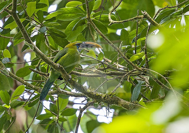 Groove-billed Toucanet (Aulacorhynchus sulcatus calorhynchus) in Colombia. Sometimes split as Yellow-billed Toucanet (Aulacorhynchus calorhynchus), stock-image by Agami/Pete Morris,