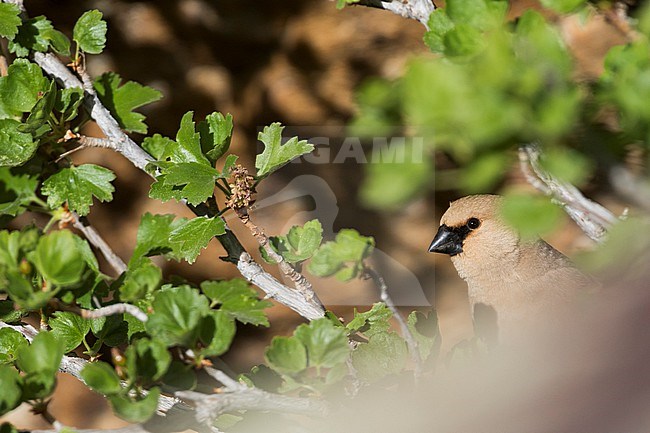 Desert Finch - Weissflügelgimpel - Rhodospiza obsoleta, Tajikistan, adult, male stock-image by Agami/Ralph Martin,