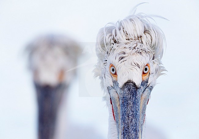 Dalmatian Pelican (Pelecanus crispus) at Lake Kerkini, Greece stock-image by Agami/Marc Guyt,