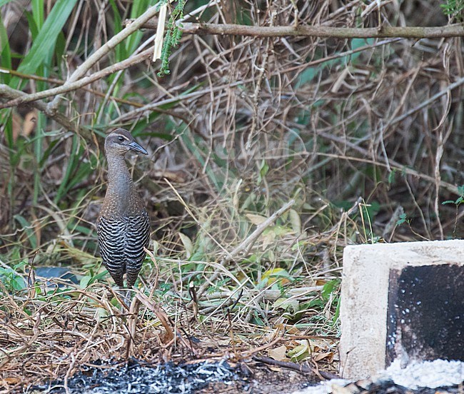 Guam Rail (Hypotaenidia owstoni) in the Northern Marianas islands. Introduced on the island of Rota in the Commonwealth of the Northern Mariana Islands. Formerly extinct in the wild. stock-image by Agami/Pete Morris,
