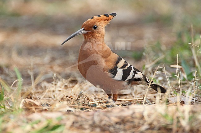 Afrikaanse Hop in dor gras, African Hoopoe in grass stock-image by Agami/Karel Mauer,