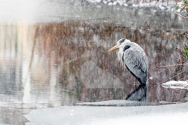 Grey Heron (Ardea cinerea) standing in a snow blizzard at the edge of a frozen pond in an urban park in the Netherlands. stock-image by Agami/Arnold Meijer,