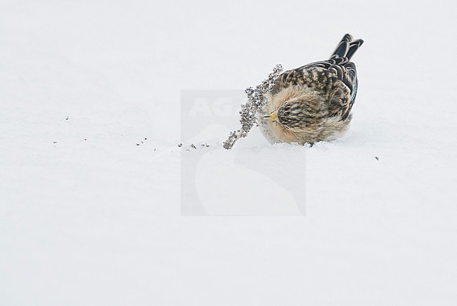 Twite (Carduelis flavirostris) Vantaa Finland February 2018 stock-image by Agami/Markus Varesvuo,