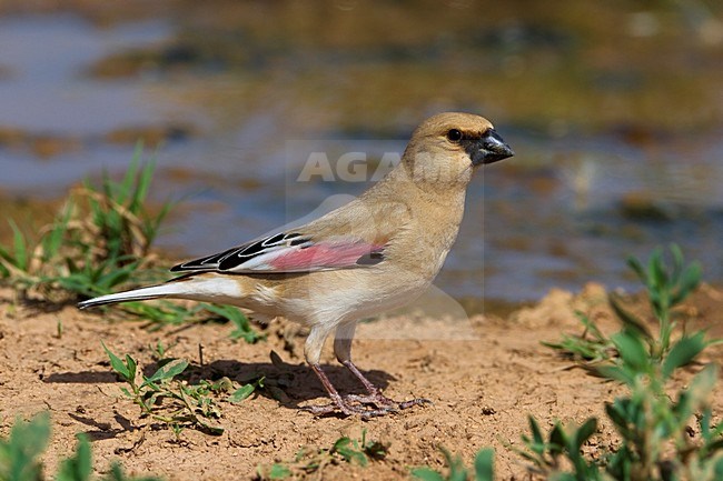 Vale Woestijnvink zittend; Desert Finch perched stock-image by Agami/Daniele Occhiato,