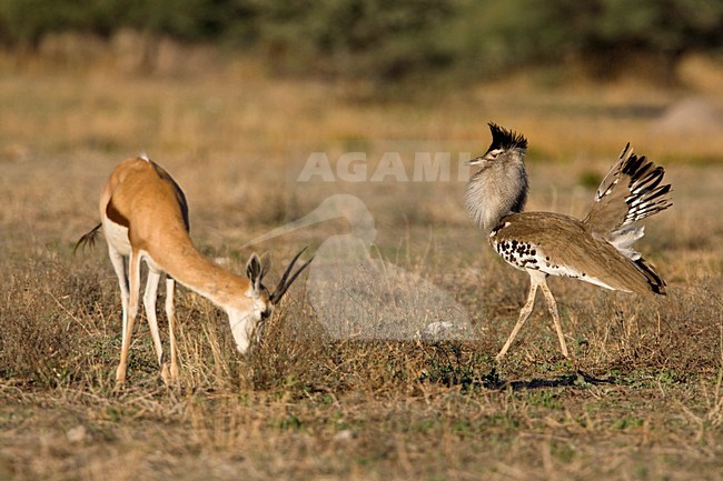 Koritrap baltsend Namibie, Kori Bustard displaying Namibia stock-image by Agami/Wil Leurs,