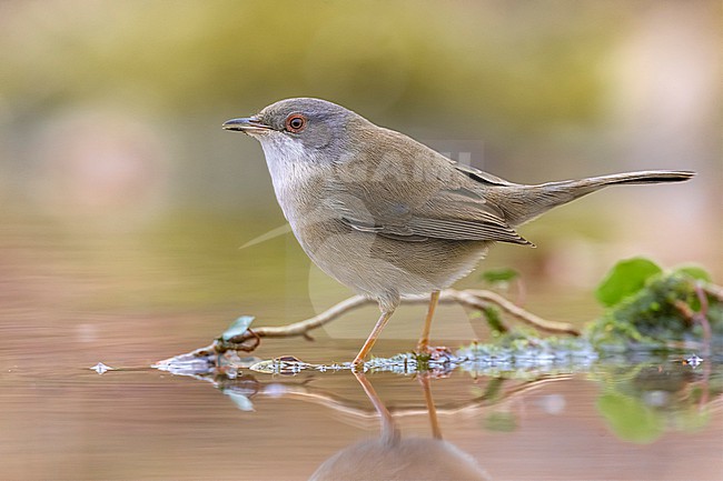 Sardinian Warbler (Sylvia melanocephala ) in Italy. stock-image by Agami/Daniele Occhiato,