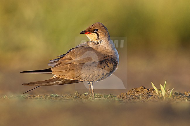Collared Pratincole, Glareola pratincola, in Italy. stock-image by Agami/Daniele Occhiato,
