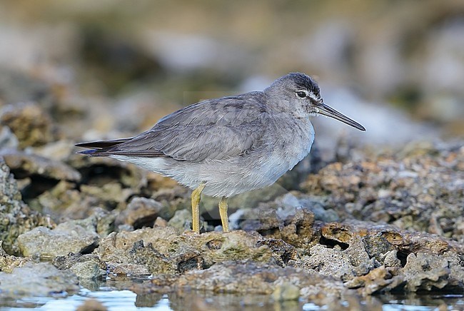 Wandering Tattler, Tringa incana, at Lady Elliot Island - Australia. stock-image by Agami/Aurélien Audevard,