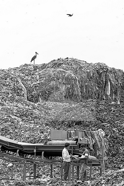 Lesser Adjutant (Leptoptilos javanicus) in Northeast India. At garbage dump. stock-image by Agami/Dani Lopez-Velasco,