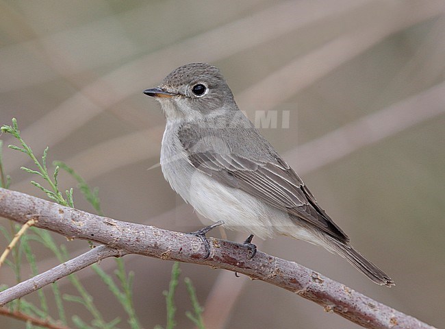 Asian Brown Flycatcher (Muscicapa dauurica) stock-image by Agami/Mike Danzenbaker,