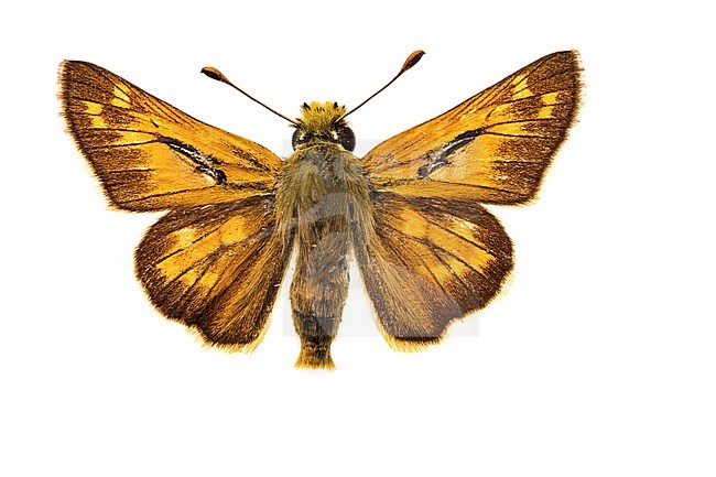 Silver-spotted Skipper, Hesperia comma stock-image by Agami/Wil Leurs,