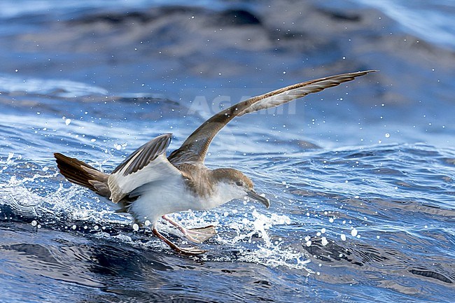 Buller's Shearwater (Ardenna bulleri) in coastal water at the ocean off North Island, New Zealand. Seen from the side. Landing on the water surface. stock-image by Agami/Marc Guyt,
