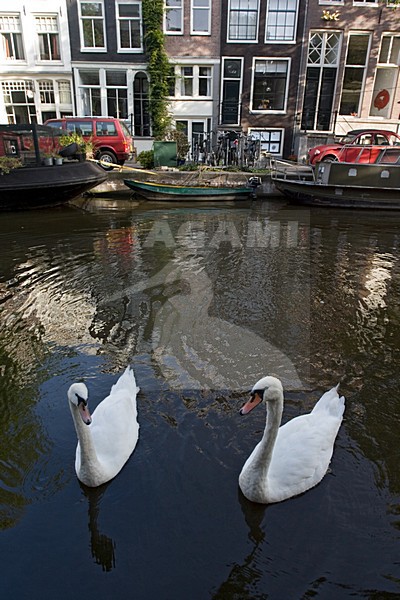 Knobbelzwaan paar zwemmend in Amsterdamse gracht; Mute Swan pair swimming in Amsterdam canals stock-image by Agami/Marc Guyt,