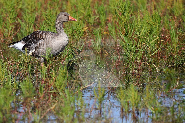 grauwe gans; greylag goose stock-image by Agami/Chris van Rijswijk,