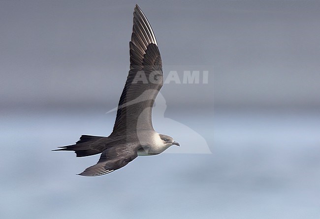 Parasitic Jaeger (Stercorarius parasiticus), side view of a light morph adult in flight, Southern Region, Iceland stock-image by Agami/Saverio Gatto,