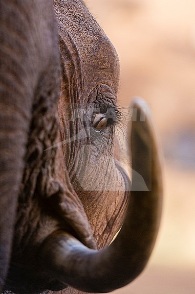 Close up portrait of an African elephant, Loxodonta africana. Voi, Tsavo Conservation Area, Kenya. stock-image by Agami/Sergio Pitamitz,