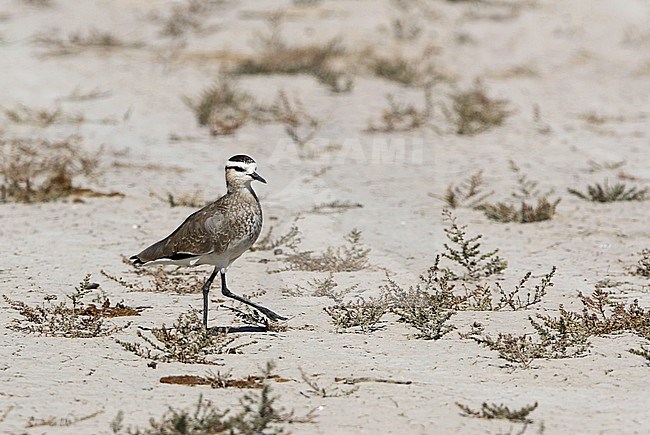 Critically endangered Sociable Lapwing (Vanellus gregarius) wintering near Bhuj in India. stock-image by Agami/James Eaton,