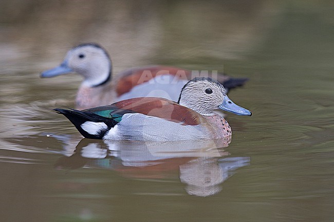 Two male Ringed Teal (Callonetta leucophrys) in Florida.  These are not native to Florida, and were seen in a 'duck pond' at a campground on Sanibel Island, and their history is not clear. stock-image by Agami/Tom Friedel,