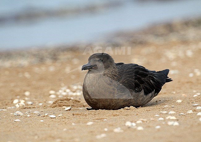 First-winter Great Skua (Stercorarius skua) lying on the beach at Lagoset, Halland, Sweden. stock-image by Agami/Helge Sorensen,