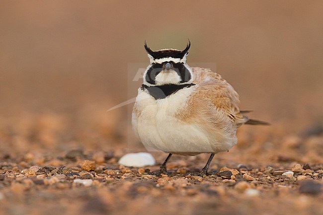Temminck's Horned Lark - Saharaohrenlerche - Eremophila bilopha, Morocco stock-image by Agami/Ralph Martin,