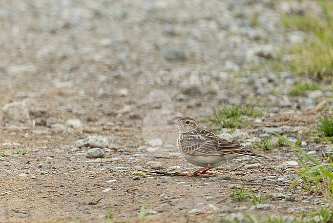 Japanese Skylark (Alauda (arvensis) japonica) in Japan during spring. stock-image by Agami/Marc Guyt,