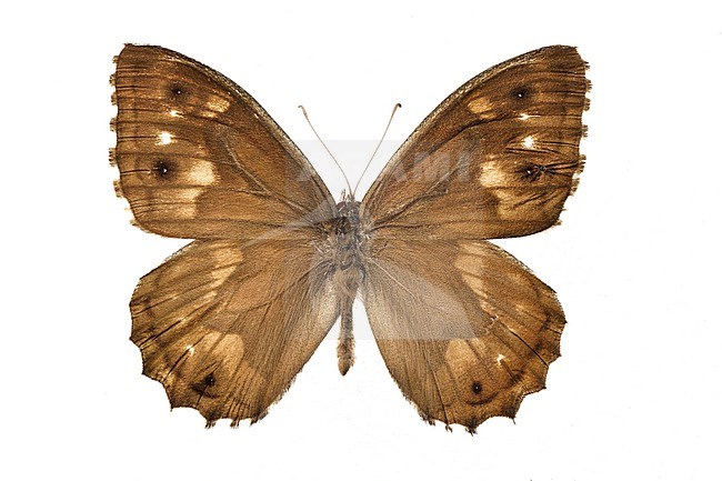 Striped Grayling, Hipparchia fidia stock-image by Agami/Wil Leurs,