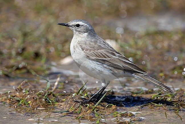 Water Pipit (Anthus spinoletta), side view of an adult standing on the ground., Abruzzo, Italy stock-image by Agami/Saverio Gatto,